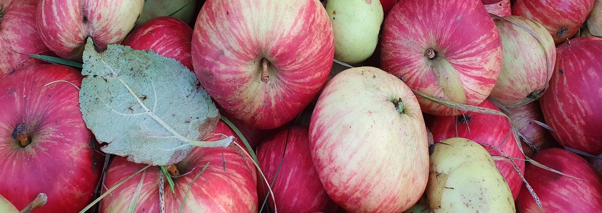 Cideræbletræer til salg fra Nordisk SelvForsynings Ciderpomet