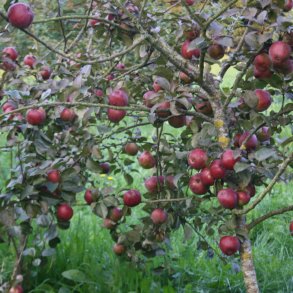 ciderbletrer. ciderblesorter, cidersorter, ciderbler, cidertrer, kb cidertrer, 