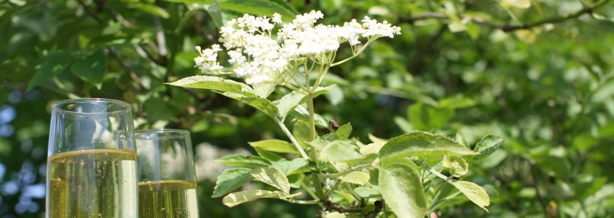 Bryg din egen hyldeblomstchampagne