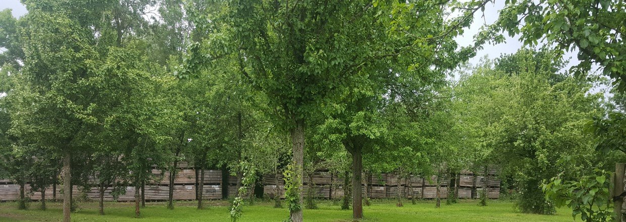 Drøm om egen æblehave?