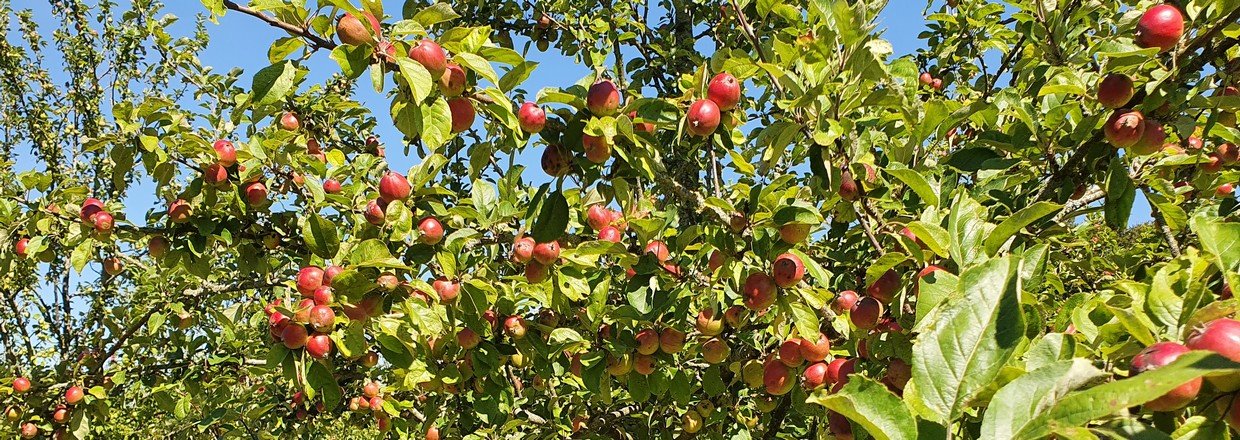 2024 bliver et vildt æbleår med stor æblehøst på vej