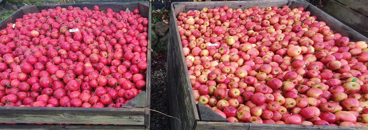 cideraebletrer, cideraebler, hjemmelavet cider, cidersorter,