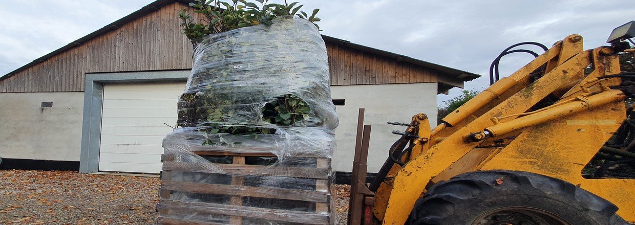 cideraebletraer-til-salg