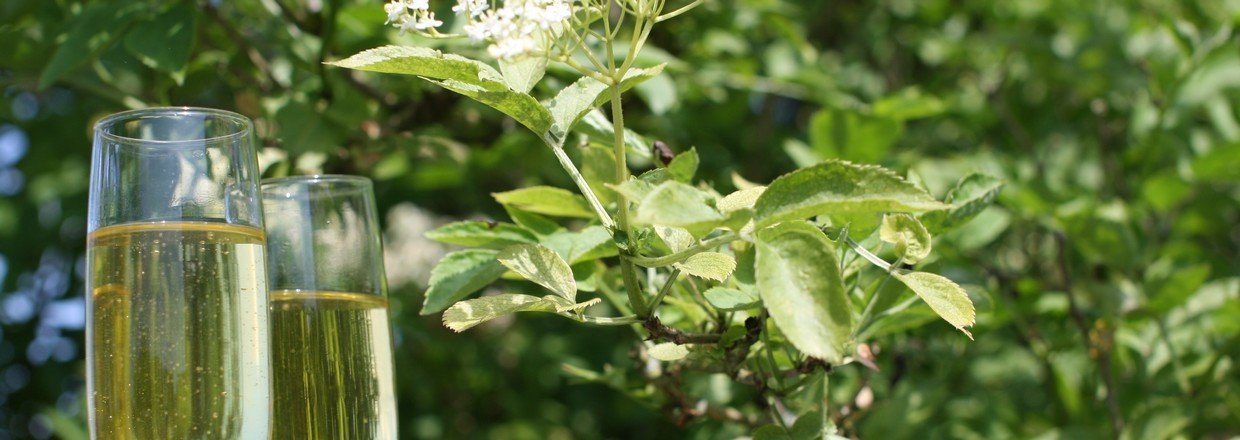 Hyldeblomstchampagne