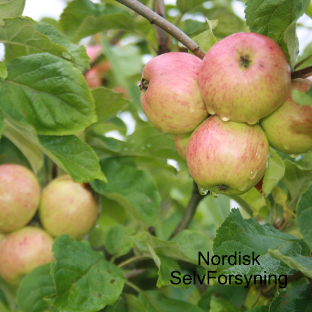 Ciderbletr, Ball's Bittersweet, Engelsk Vintage Ciderblesort