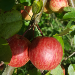Ciderbletr, Ball's Bittersweet, Engelsk Vintage Ciderblesort