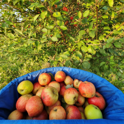Plukketaske Med Spand 10 kg. Medium