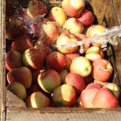 blecider, Fransk cider, Cider Brygst, Ciderfremstilling, 26 l.