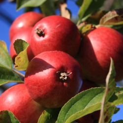 blecider, Fransk cider, Cider Brygst, Ciderfremstilling, 26 l.