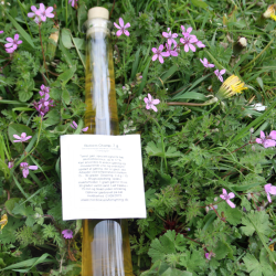 Champagnegr, Vingr Bioferm Champagne