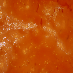 blecider, Fransk cider, Cider Brygst, Ciderfremstilling, 26 l.