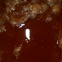 blecider, Fransk cider, Cider Brygst, Ciderfremstilling, 26 l.