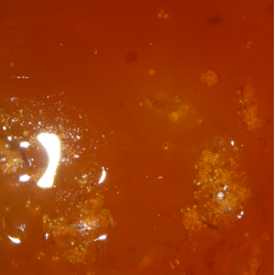 blecider, Fransk cider, Cider Brygst, Ciderfremstilling, 26 l.