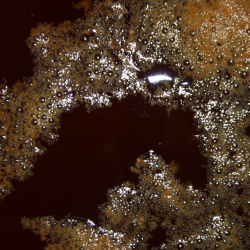 blecider, Fransk cider, Cider Brygst, Ciderfremstilling, 26 l.