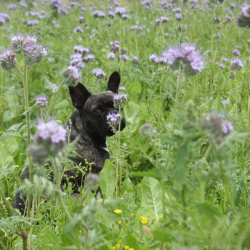 Honningpresse, 30 liter, komplet rustfritt stl