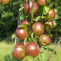 Ciderbletr, Black Dabinett, Engelsk Vintage Ciderblesort