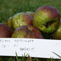 Ciderbletr, Black Dabinett, Engelsk Vintage Ciderblesort