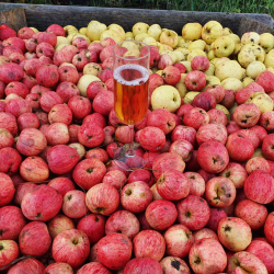 blecider, Fransk cider, Cider Brygst, Ciderfremstilling, 26 l.