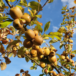 Cider�bletr�, Cidor, Fransk Vintage Cider�blesort