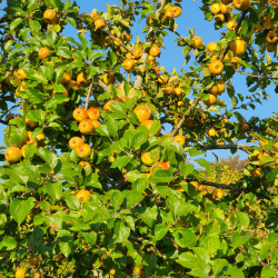 Cider�bletr�, Cidor, Fransk Vintage Cider�blesort