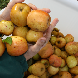 Cider�bletr�, Cidor, Fransk Vintage Cider�blesort