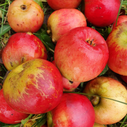 Ciderbletr, Crimson King, Engelsk Vintage Ciderble