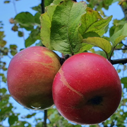 Ciderbletr, Crimson King, Engelsk Vintage Ciderble