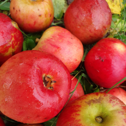 Ciderbletr, Crimson King, Engelsk Vintage Ciderble