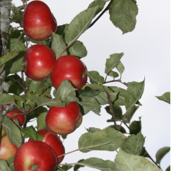 Ciderbletr, Crimson King, Engelsk Vintage Ciderble