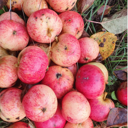 Ciderbletr, Dabinett, Engelsk Vintage Ciderblesort