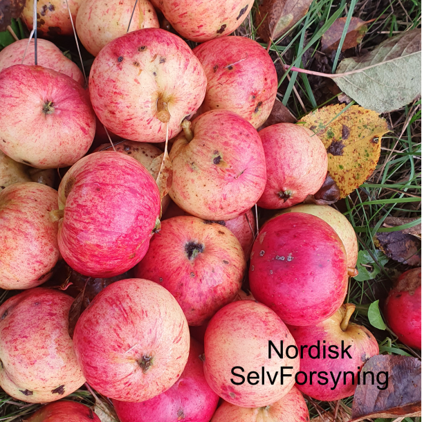 Ciderbletr, Dabinett, Engelsk Vintage Ciderblesort