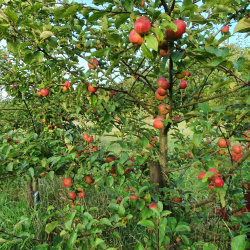 Ciderbletr, Dabinett, Engelsk Vintage Ciderblesort