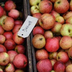 Ciderbletr, Dabinett, Engelsk Vintage Ciderblesort