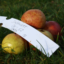 Ciderbletr, Dabinett, Engelsk Vintage Ciderblesort