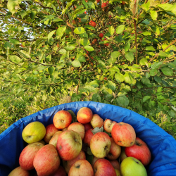 Plukketaske Med Spand 10 kg. Medium