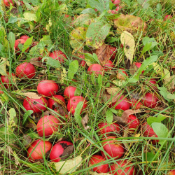Ciderbletr, Tremlett's Bitter, Engelsk Vintage Ciderblesort