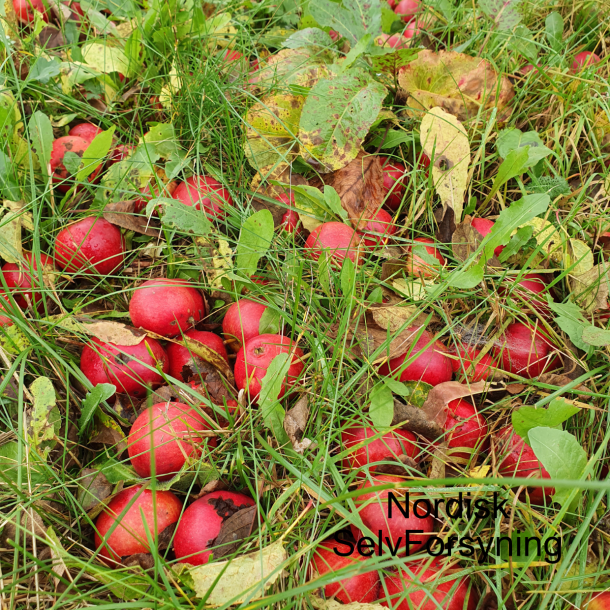Ciderbletr, Tremlett's Bitter, Engelsk Vintage Ciderblesort