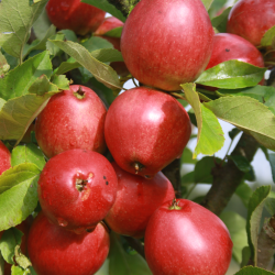 Ciderbletr, Tremlett's Bitter, Engelsk Vintage Ciderblesort