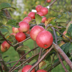 Ciderbletr, Tremlett's Bitter, Engelsk Vintage Ciderblesort
