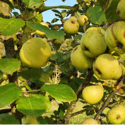 Ciderplantage, 5 stk. 1+2 rs trer, 2. +3. vkstsson