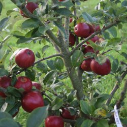 Ciderplantage, 10 stk. 1+2 rs trer, 2.+3 vkstsson