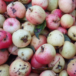 Ciderplantage, 10 stk. 1+2 rs trer, 2.+3 vkstsson