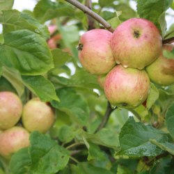 Ciderplantage, 5 stk. 1+2 rs trer, 2. +3. vkstsson