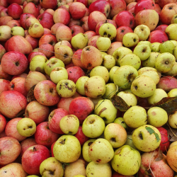 Ciderplantage, 10 stk. 1+2 rs trer, 2.+3 vkstsson