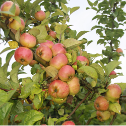 Ciderplantage, 5 stk. 1+2 rs trer, 2. +3. vkstsson