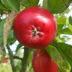 Ciderplantage, 5 stk. 1+2 rs trer, 2. +3. vkstsson