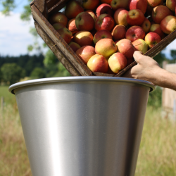 Mosteri. Lancman Hydropresser 55 l. + Elektrisk Kvrn 1000 kg/t