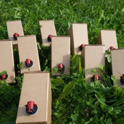 Bag-in-box, kasse, 50 stk.