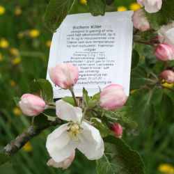 Vingr Bioferm Killer 