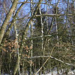 Birkechampagne opskrift med grpakke, 50 l. #2